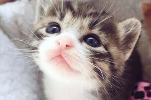 http://hefei.qqkaixin.com/post/193.html|合肥供卵助孕
